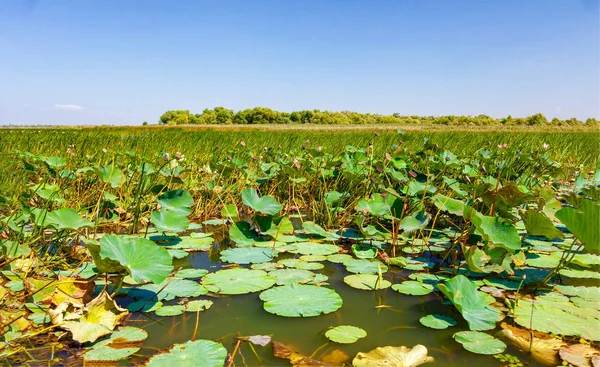 Büyük göl arasında Nilüfer çiçekleri.