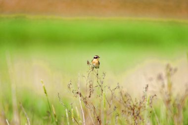 Stonechat' ta. Stonechats robin boyutlu kuşlar vardır.