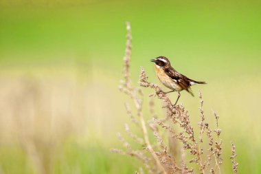 Stonechat' ta. Stonechats robin boyutlu kuşlar vardır.