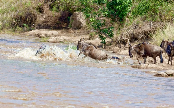 Перетину. Кенія. Національного парку. Гну і зебр CR — стокове фото