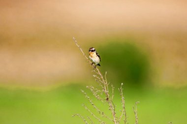 Stonechat' ta. Stonechats robin boyutlu kuşlar vardır.