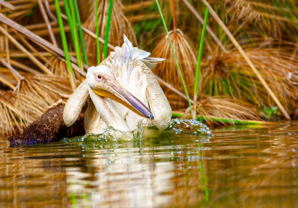 Pelikan auf dem See nakuru. Kenia. — Stockfoto