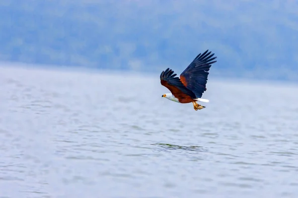 A águia caça no lago Nakuru. Quénia . — Fotografia de Stock