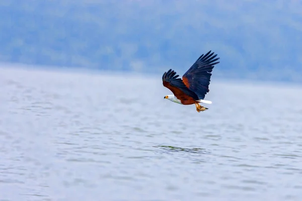 Der adler jagt auf dem nakuru see. Kenia. — Stockfoto