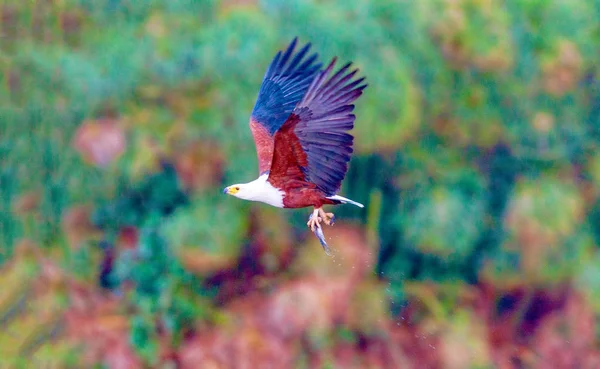 Orel loví na jezeře Nakuru. Keňa. — Stock fotografie