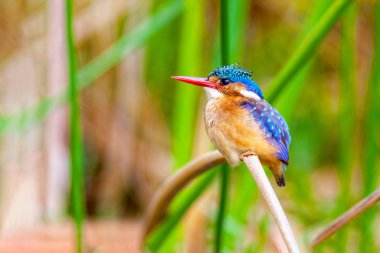 Bir dal üzerinde oturan Kingfisher kuş. Kenya.
