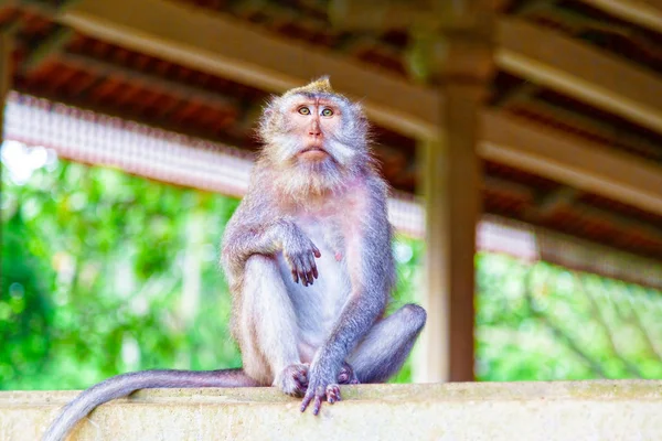 Sad monkey looks away. — Stock Photo, Image