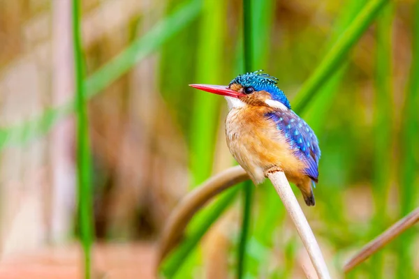 Pássaro Kingfisher sentado num galho. Quénia . — Fotografia de Stock