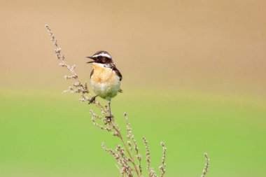 Stonechat' ta. Stonechats robin boyutlu kuşlar vardır.