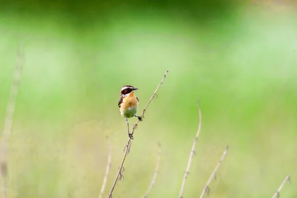 Roodborsttapuit. Stonechats zijn Robin formaat vogels. — Stockfoto