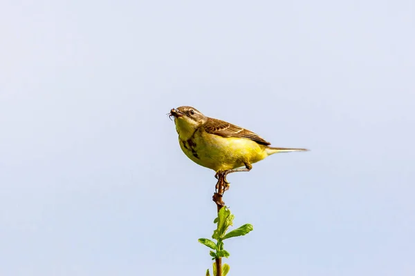 El pájaro sostiene un insecto en su pico —  Fotos de Stock