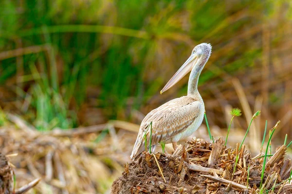 Junger Pelikan am Ufer. — Stockfoto