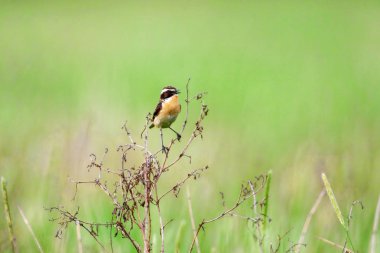Stonechat' ta. Stonechats robin boyutlu kuşlar vardır.