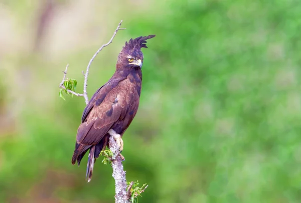 Národní park keyan. Orel Lophaetus occitalis je Bir — Stock fotografie