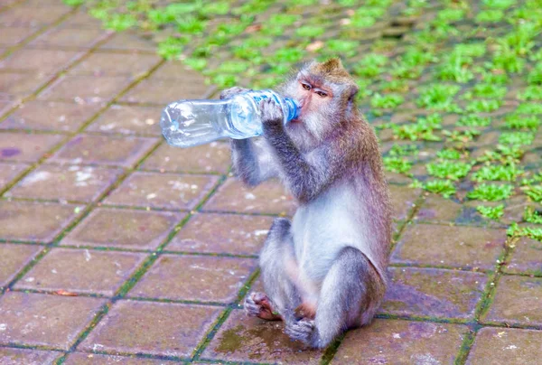 The monkey drinks water from a plastic bottle. — Stock Photo, Image