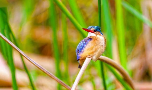 Pájaro pescador sentado en una ramita. Kenia . —  Fotos de Stock