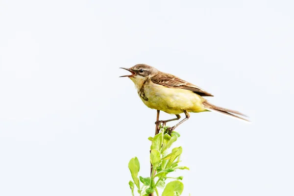 Un pajarito está sentado en una rama, hora de verano, Rusia . —  Fotos de Stock