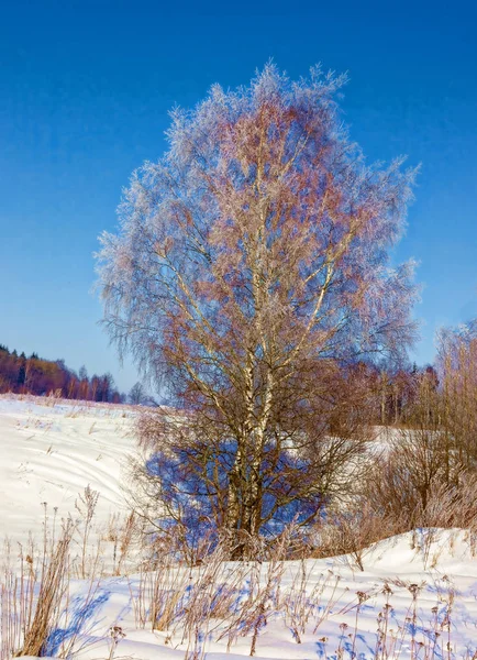 Beautiful winter landscape in the Moscow region. — Stock Photo, Image