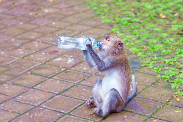 The monkey drinks water from a plastic bottle. — Stock Photo, Image