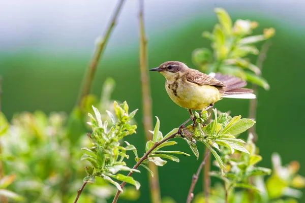 Malý pták sedí na větvi, v letním čase, v Rusku. — Stock fotografie