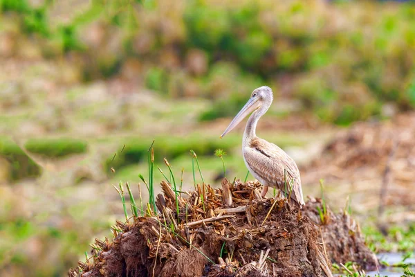 Young Pelican on the shore. — Stock Photo, Image