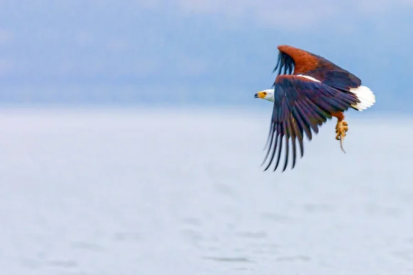 The eagle hunts on lake Nakuru. Kenya. — Stock Photo, Image
