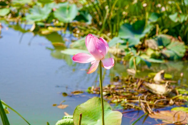 Lotusblumen inmitten des großen Sees. — Stockfoto