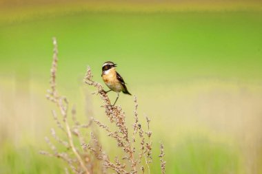 Stonechat' ta. Stonechats robin boyutlu kuşlar vardır.