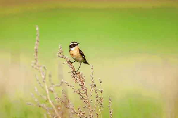 Na stonechat. Stonechats jsou ptačí ptáci. — Stock fotografie