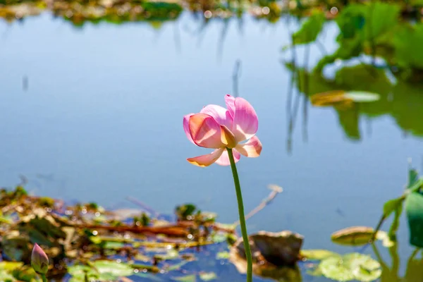 Lotusblumen inmitten des großen Sees. — Stockfoto