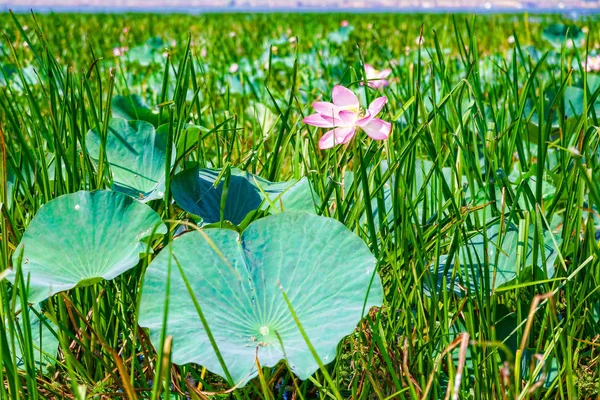 Flores de lótus entre o grande lago . — Fotografia de Stock