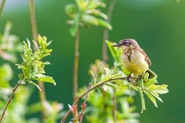 Un pajarito está sentado en una rama, hora de verano, Rusia . —  Fotos de Stock