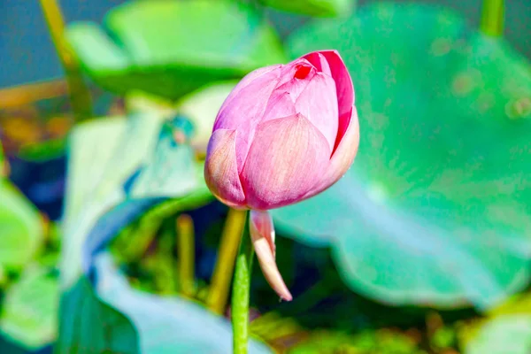 Lotus flowers among the big lake. — Stock Photo, Image