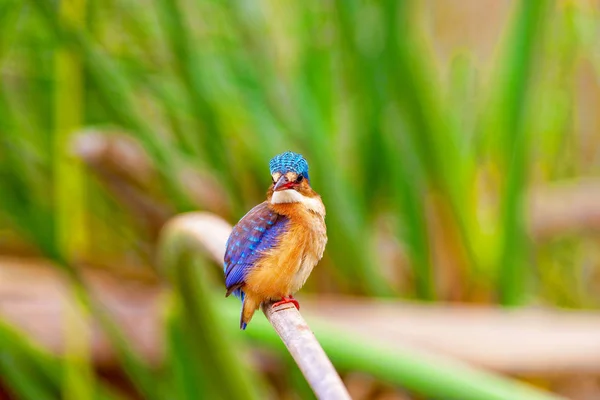 Kingfisher bird sitting on a twig. Kenya. — Stock Photo, Image
