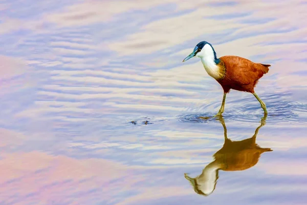 Vogel jacht op het meer. — Stockfoto