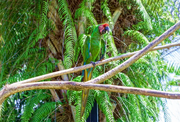 Loro grande y hermoso sentado en una rama . —  Fotos de Stock