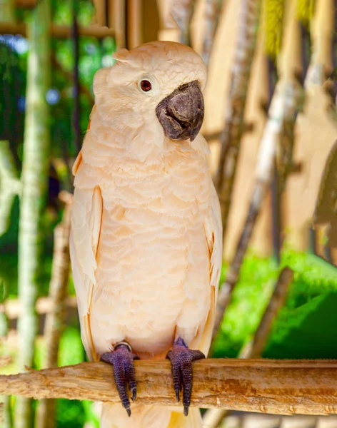 Großer, schöner Papagei sitzt auf einem Ast. — Stockfoto