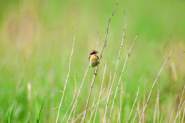 Stonechat. Les stonechats sont des oiseaux de taille robin . — Photo