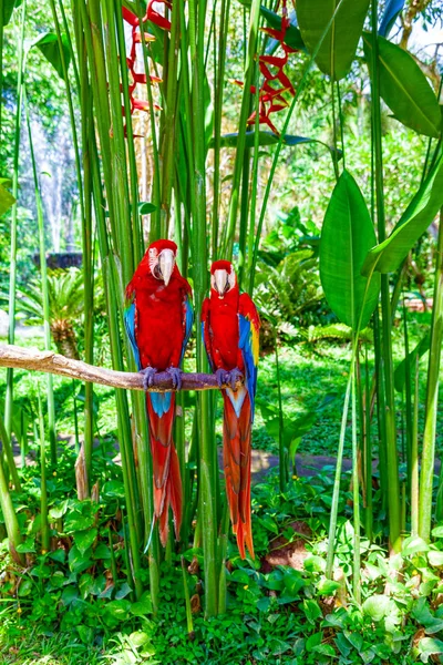 Dos loros guacamayos están sentados en una rama . —  Fotos de Stock