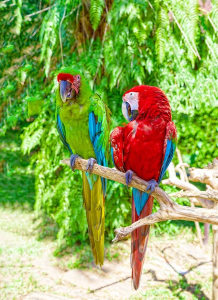 Zwei Papageien sitzen auf einem Ast. — Stockfoto