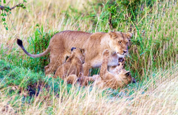 A lioness plays with her kittens. — Stock Photo, Image