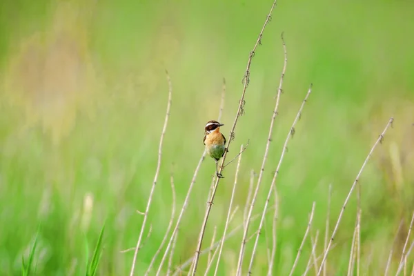 Stonechat. Stonechats são aves do tamanho de robin . — Fotografia de Stock
