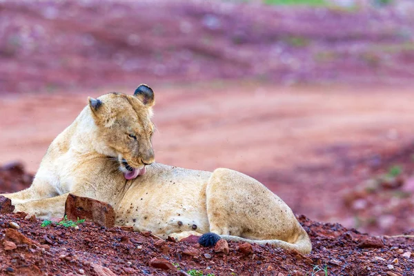 The lioness licks herself tongue. — Stock Photo, Image