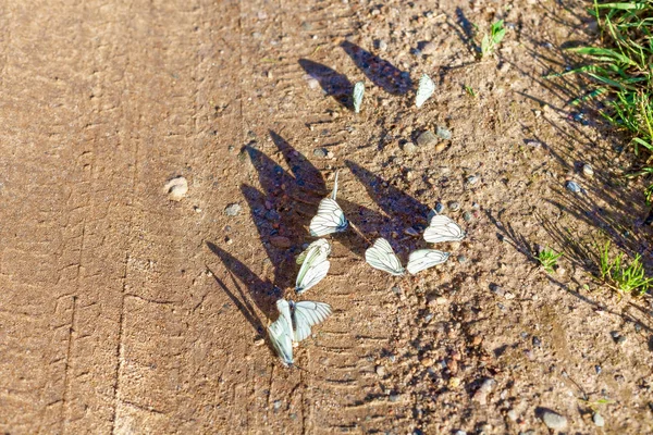 Weiße Schmetterlinge sitzen auf der Straße — Stockfoto