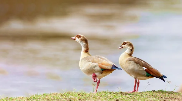Dwa kaczki są na brzegach rzeki. — Zdjęcie stockowe