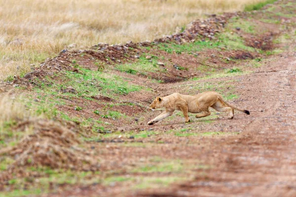 The lioness slowly sneaks on the hunt. — Stock Photo, Image