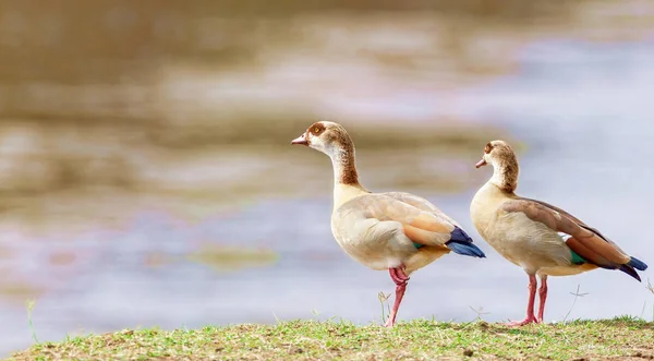 Nehrin kıyısında iki ördek var.. — Stok fotoğraf