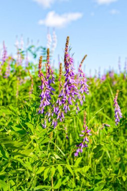 Yaban çiçekleri kapanıyor. Güzel arkaplan.