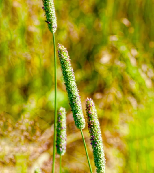 Wildflowers closeup. Beautiful background. — Stock Photo, Image