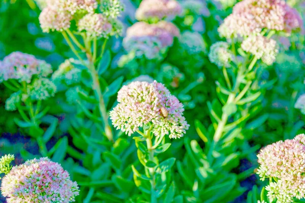 Vackra vita blommor närbild .. — Stockfoto